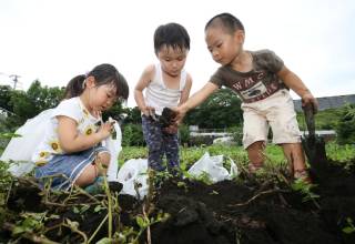 じゃがいも掘り